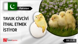 LOOKING CHICKS – PULLET OF LAYERS HEN FOR PAKISTAN