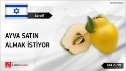 ISRAELI COMPANY LOOKING FOR QUINCES TO IMPORT