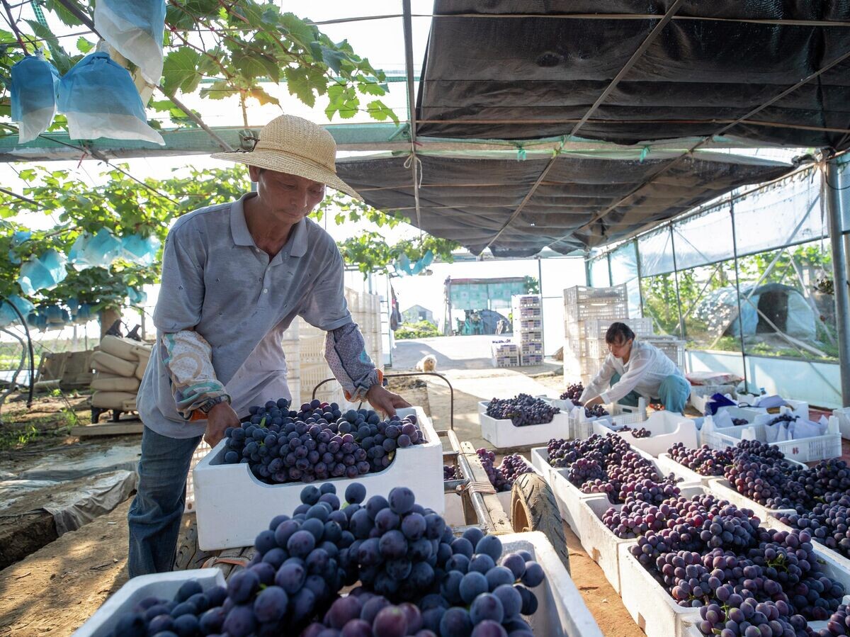 Rusya, Çin’den Üç Kat Daha Fazla Üzüm Almaya Başladı