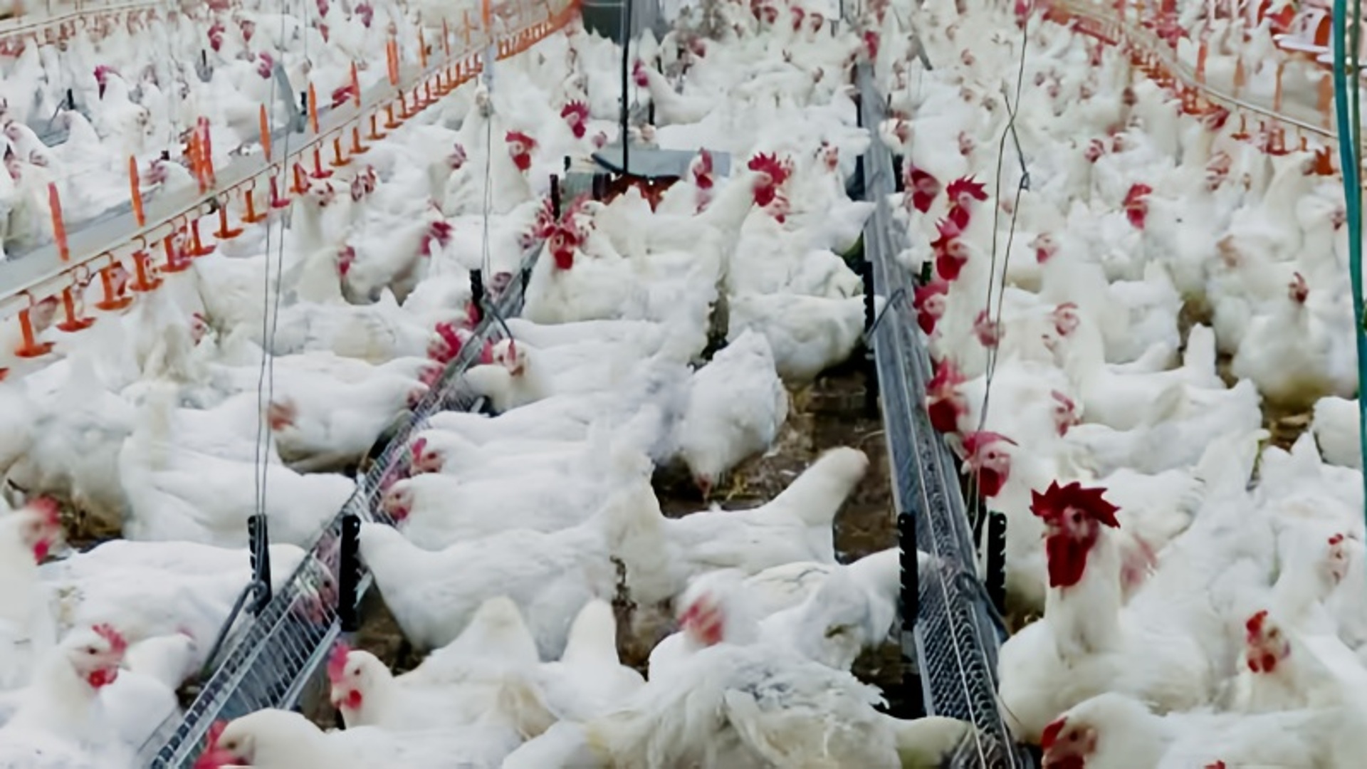 Rusya, yurt dışına tavuk eti ihracatını %23 artırdı