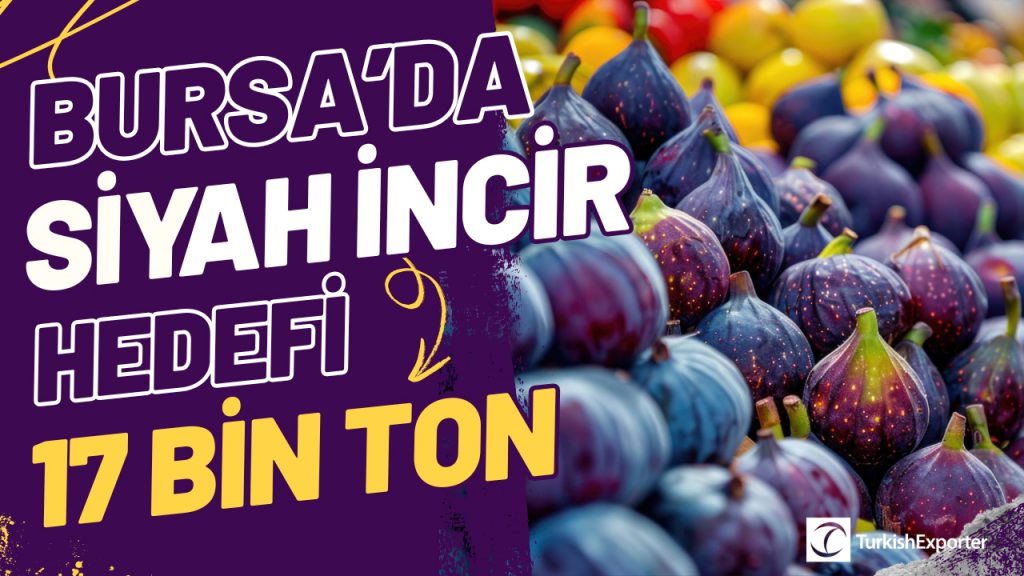 Bursa Siyah İncirde Bu Yıl 17 Bin Ton İhracat Hedefliyor