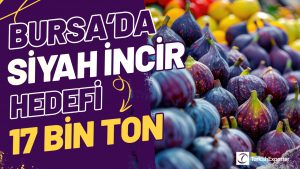 Bursa Siyah İncirde Bu Yıl 17 Bin Ton İhracat Hedefliyor