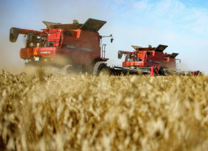 Çin, Bir Ayda Rus Buğday İthalatını 73 Kat Artırdı