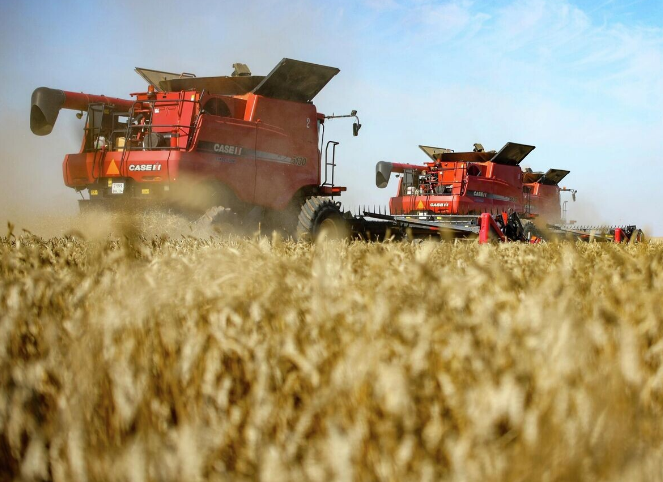 Çin, Bir Ayda Rus Buğday İthalatını 73 Kat Artırdı