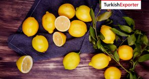 Kazakistan Firması Limon İthal Etmek İstiyor