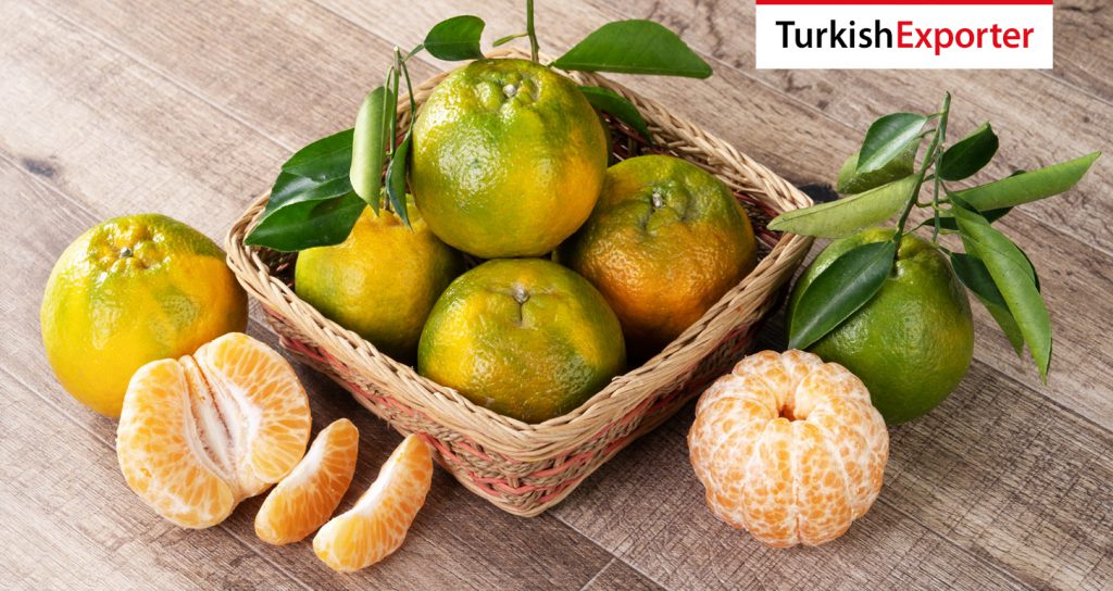 Rusya Firması Türkiye’den Mandalina İthal Edecek