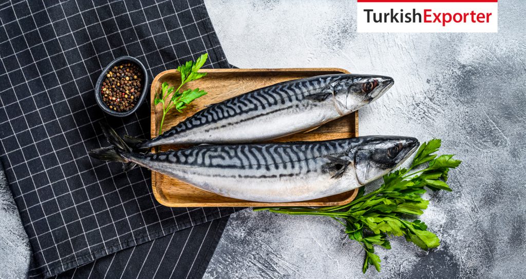 Azerbaycanlı Firma Türkiye’den Uskumru Almak İstiyor