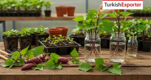 Azerbaycanlı Firma Tatlı Patates Fidesi Tedarikçisi Arıyor