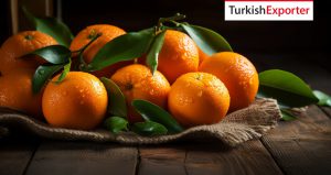 Kırgızistan Firması Türkiye’den Mandalina İthal Edecek