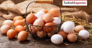 Almanya Şirketi Türkiye’den Tavuk Yumurtası Almak İstiyor